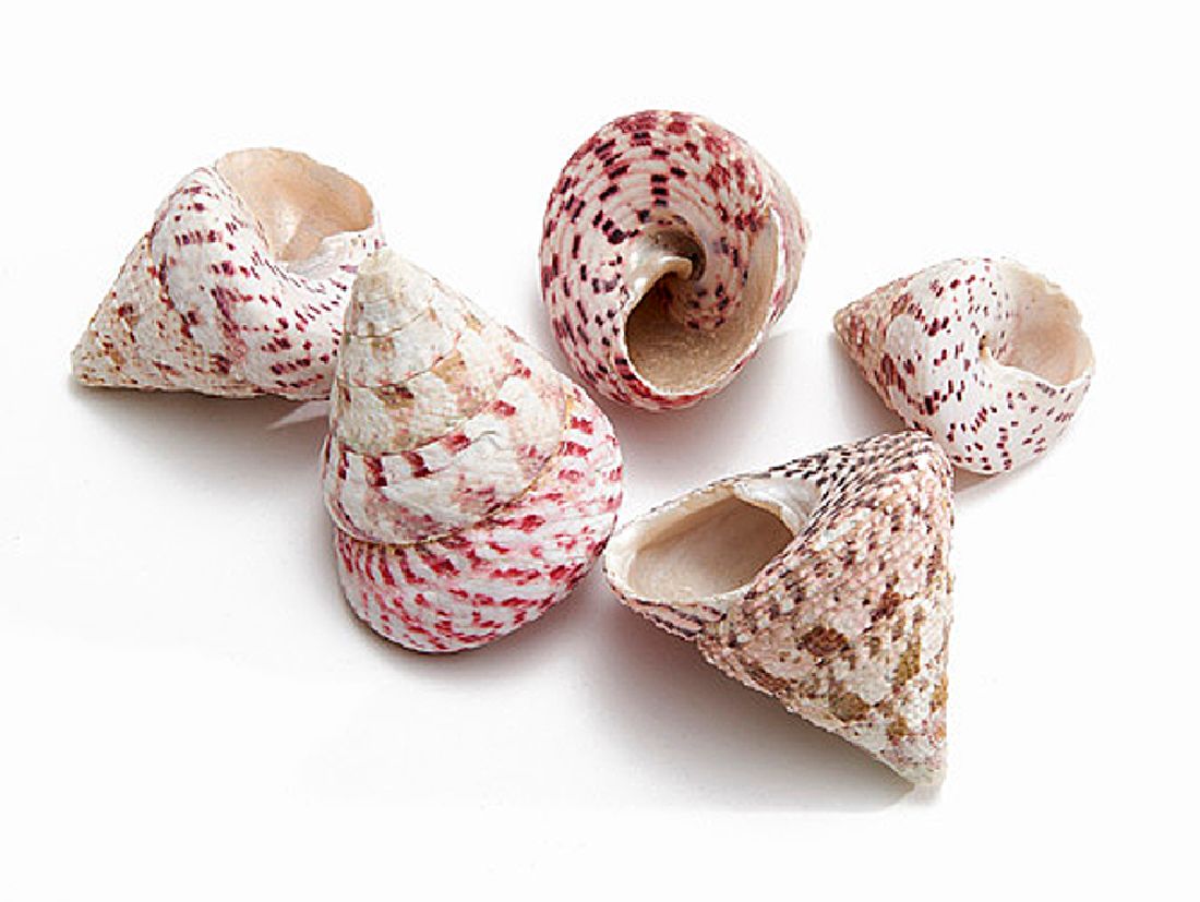 Muschel Trochus Maculatus NATUR ROT 632603044 6cm