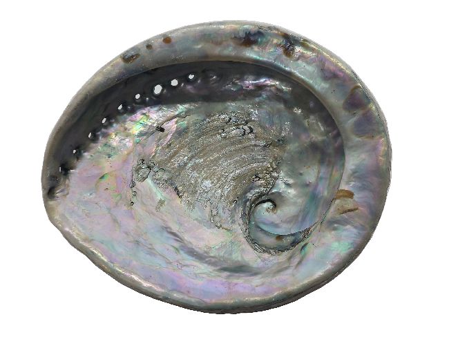 Muschel S.A. Paua NATUR 24823 18cm Shell Abalone gross
