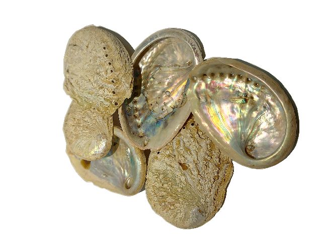Muschel S.A. Paua NATUR 7406 5-8cm Shell Abalone klein