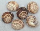 Schnecke Ring NATUR mittel 4-5,5 cm