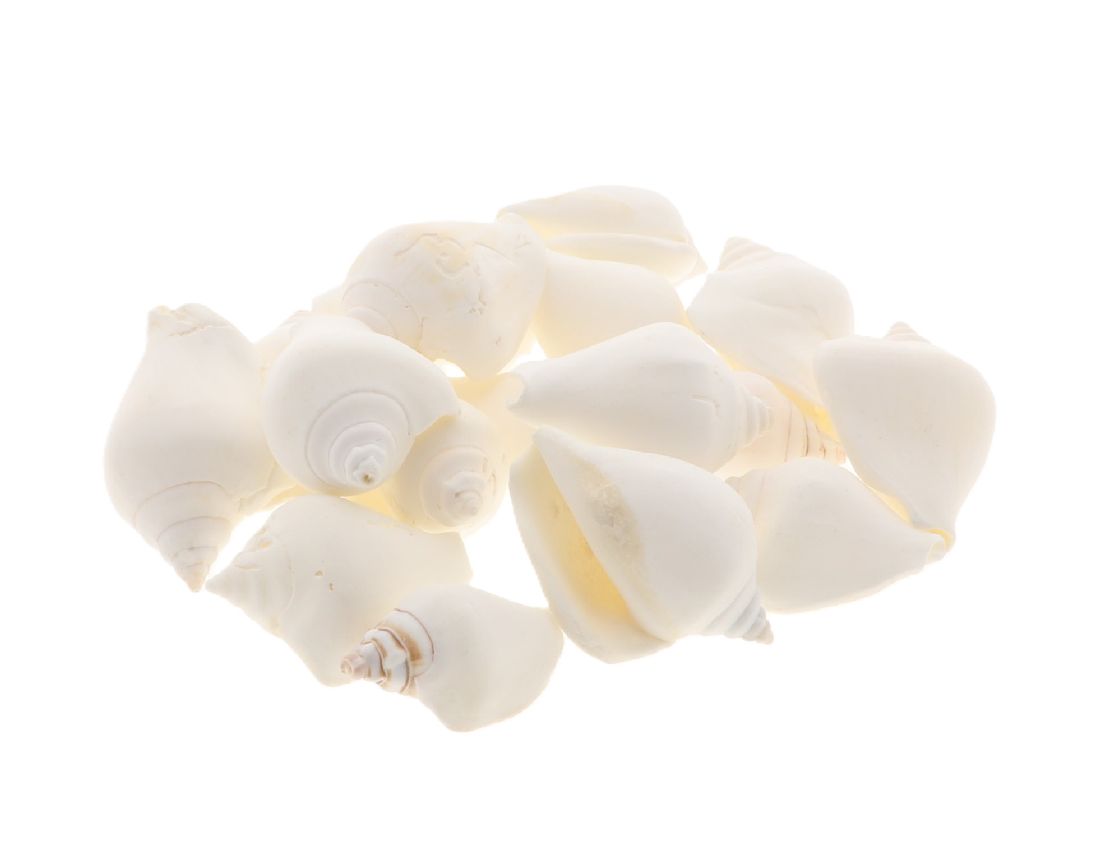 Muschel Strombus Canarium WEISS 632603034 +/- 5cm 1kg